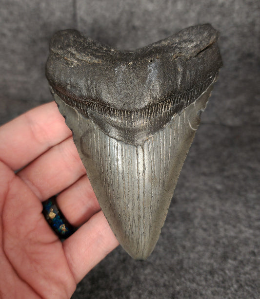 Authentic, 4.52" Fossil Megalodon Tooth - South Carolina