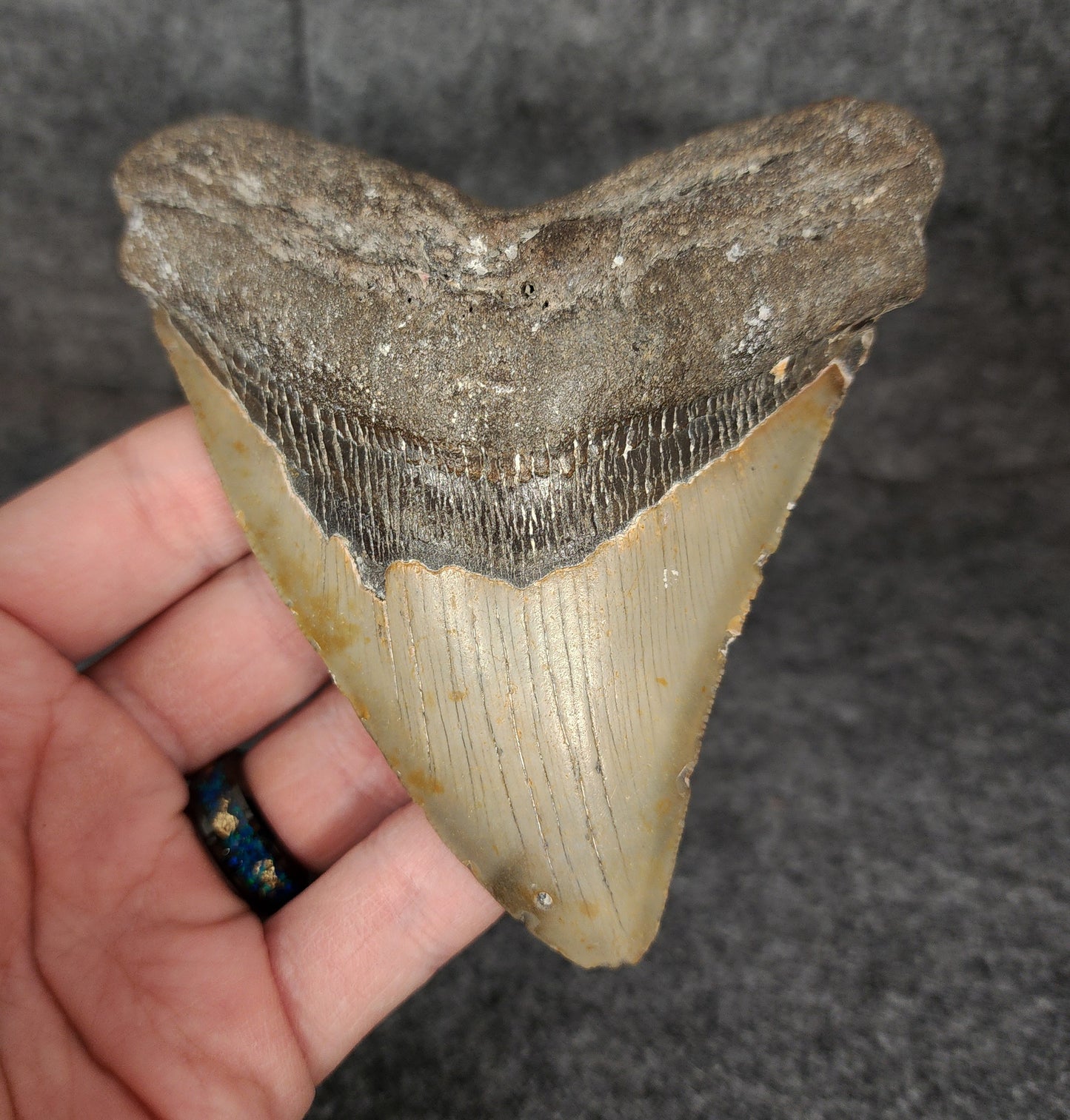 Authentic, 4.60" Fossil Megalodon Tooth - Meg Ledge