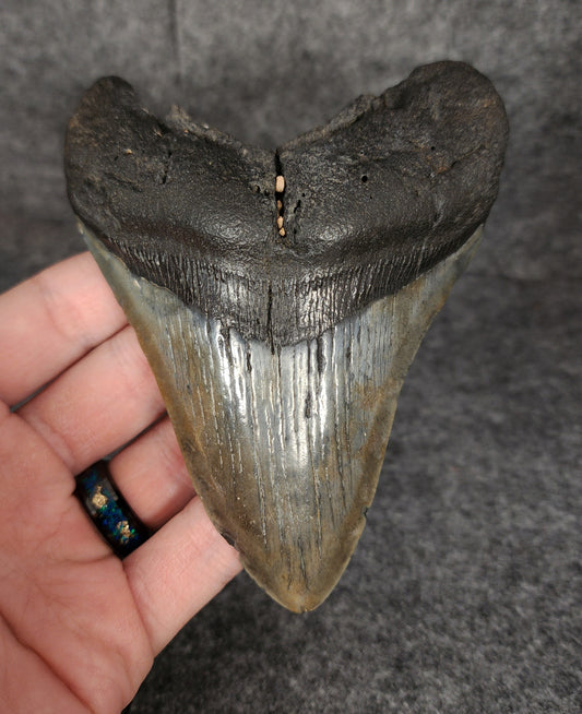 Authentic, 4.76" Fossil Megalodon Tooth - South Carolina