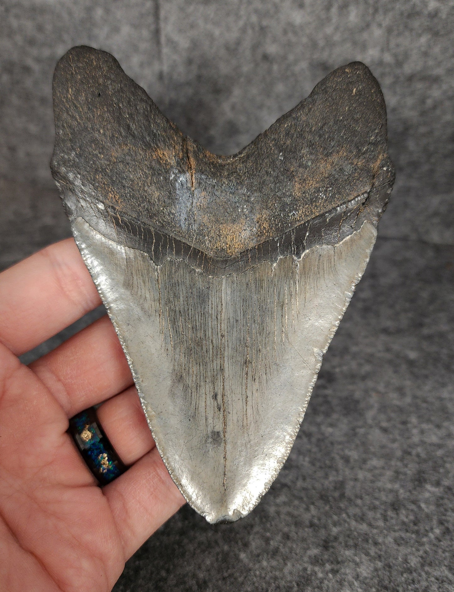 Authentic, 4.78" Fossil Megalodon Tooth - South Carolina