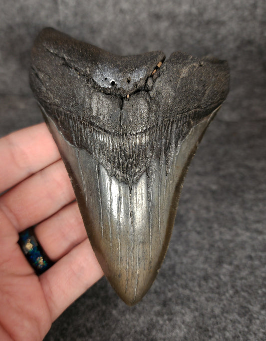 Authentic, 4.90" Fossil Megalodon Tooth - South Carolina