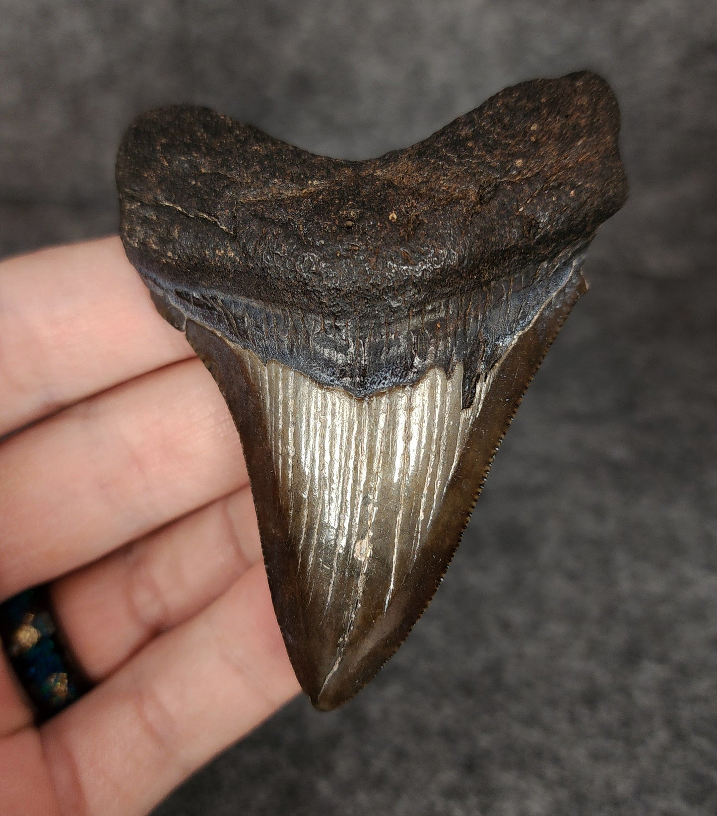 Authentic, 3.13" Fossil Megalodon Tooth - South Carolina