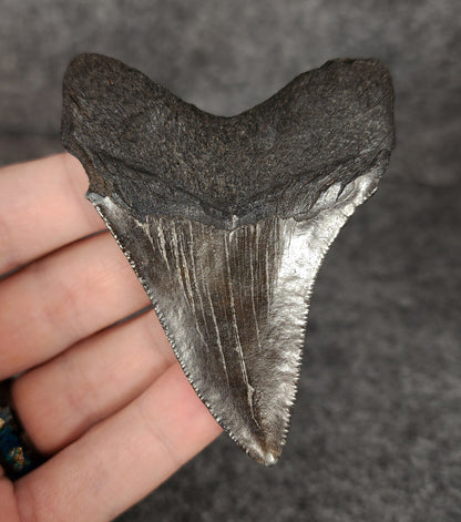 Authentic, 3.13" Fossil Megalodon Tooth - South Carolina