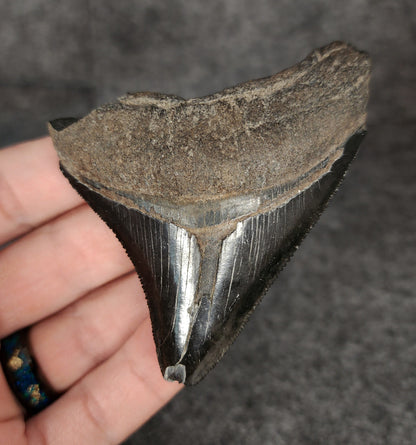 Authentic, 3.16" Fossil Megalodon Tooth - South Carolina