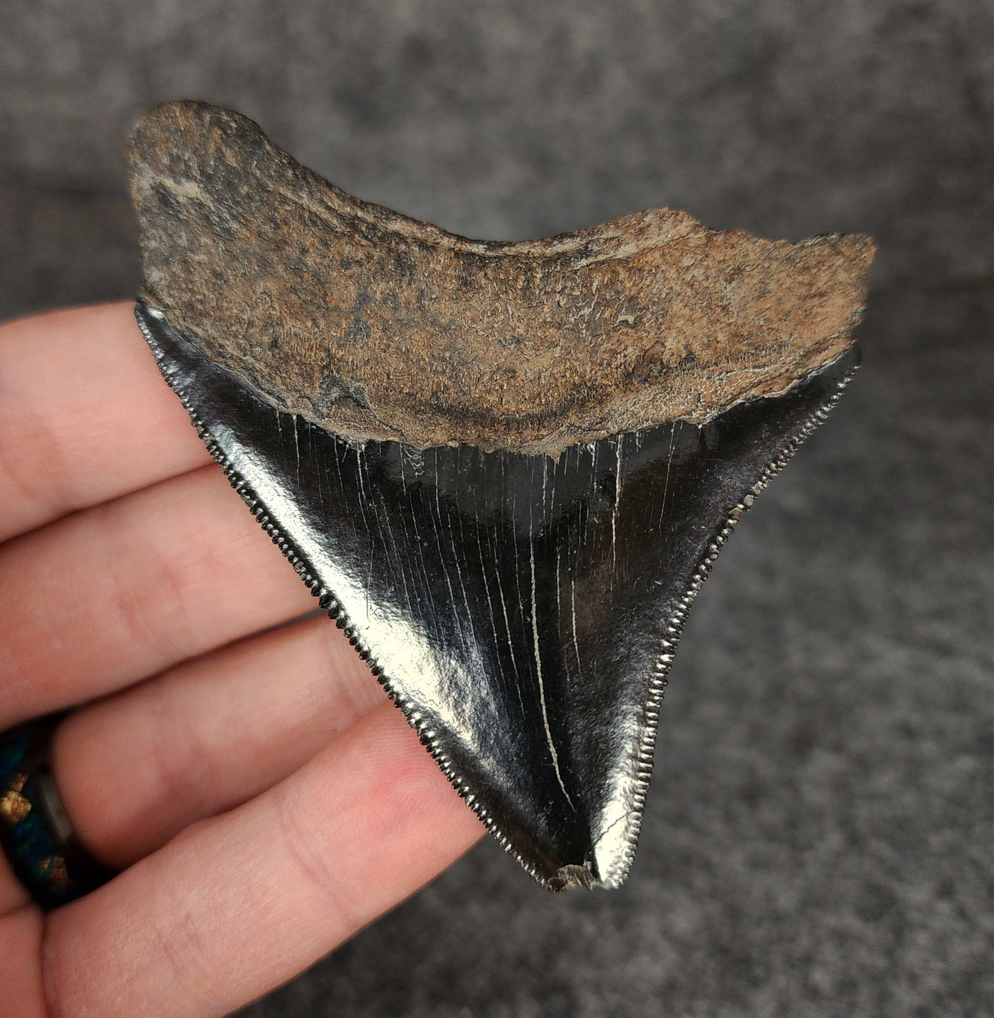 Authentic, 3.16" Fossil Megalodon Tooth - South Carolina