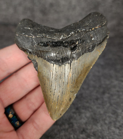 Authentic, 3.26" Fossil Megalodon Tooth - Meg Ledge