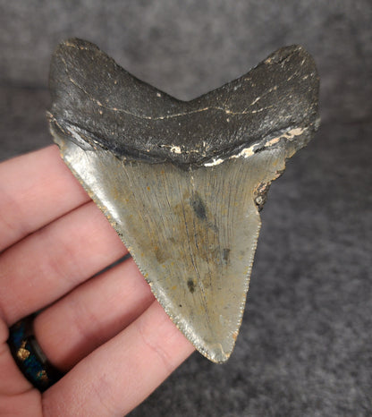 Authentic, 3.26" Fossil Megalodon Tooth - Meg Ledge