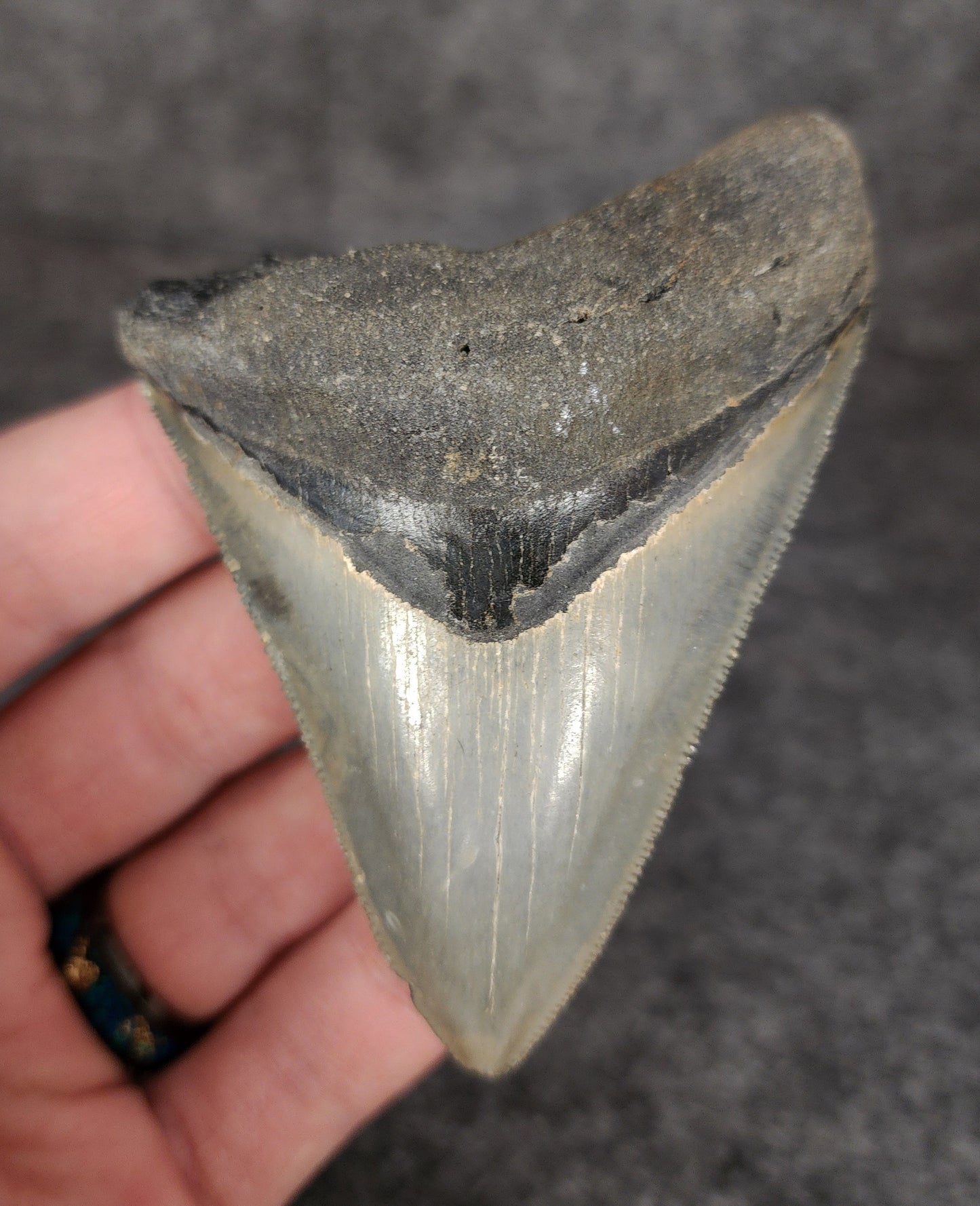 Authentic, 3.32" Fossil Megalodon Tooth - Venice, Florida