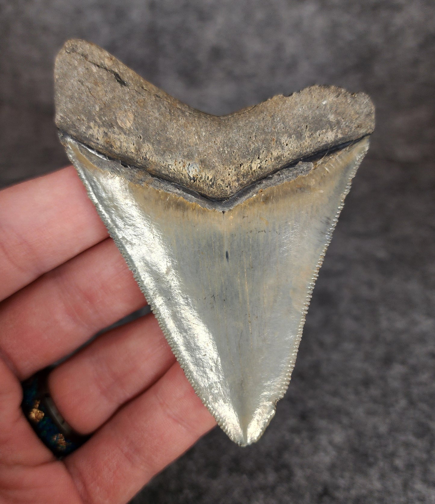 Authentic, 3.32" Fossil Megalodon Tooth - Venice, Florida