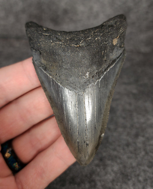 Authentic, 3.38" Fossil Megalodon Tooth - South Carolina