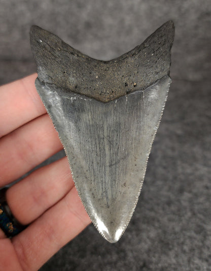 Authentic, 3.38" Fossil Megalodon Tooth - South Carolina