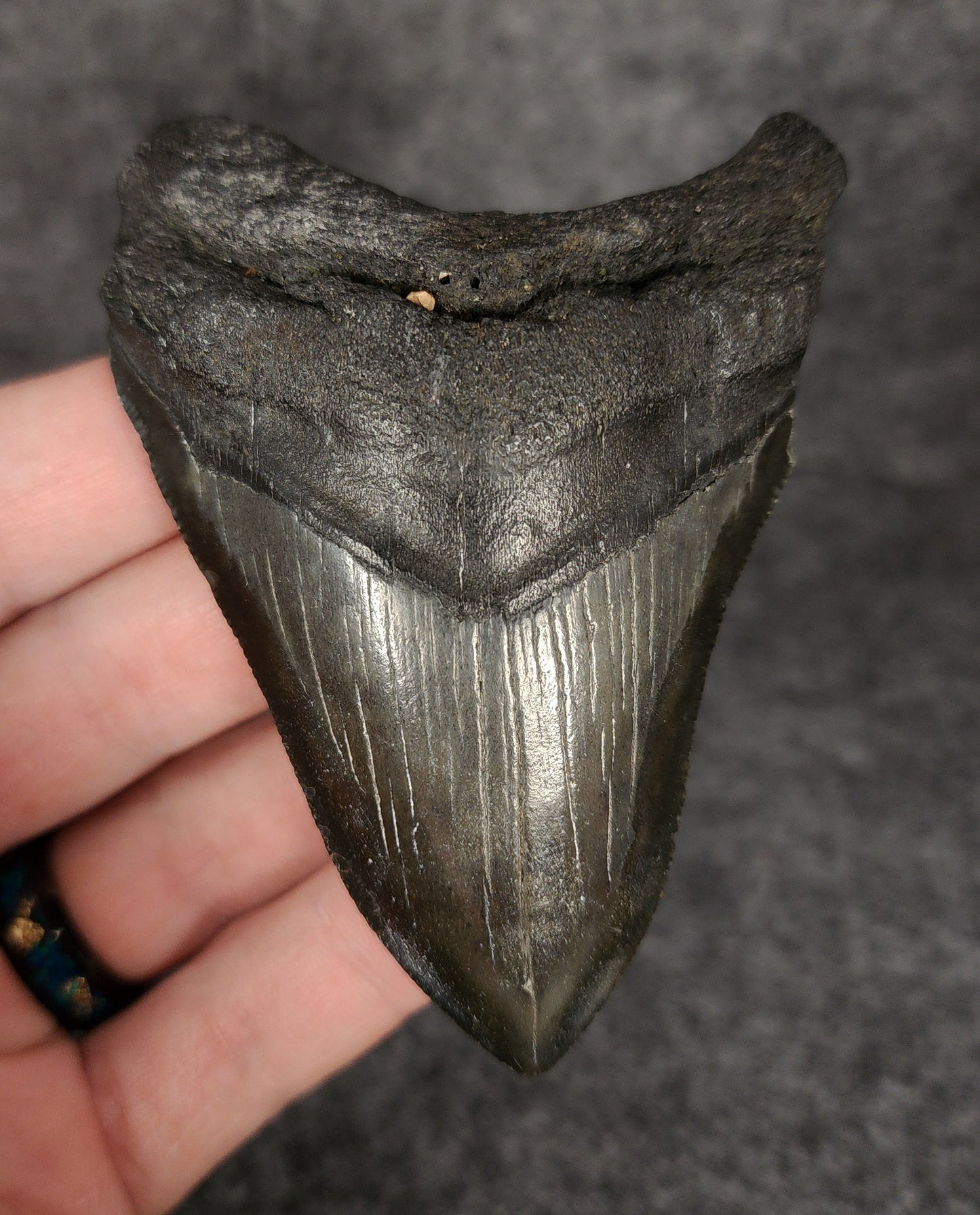 Authentic, 3.50" Fossil Megalodon Tooth - South Carolina