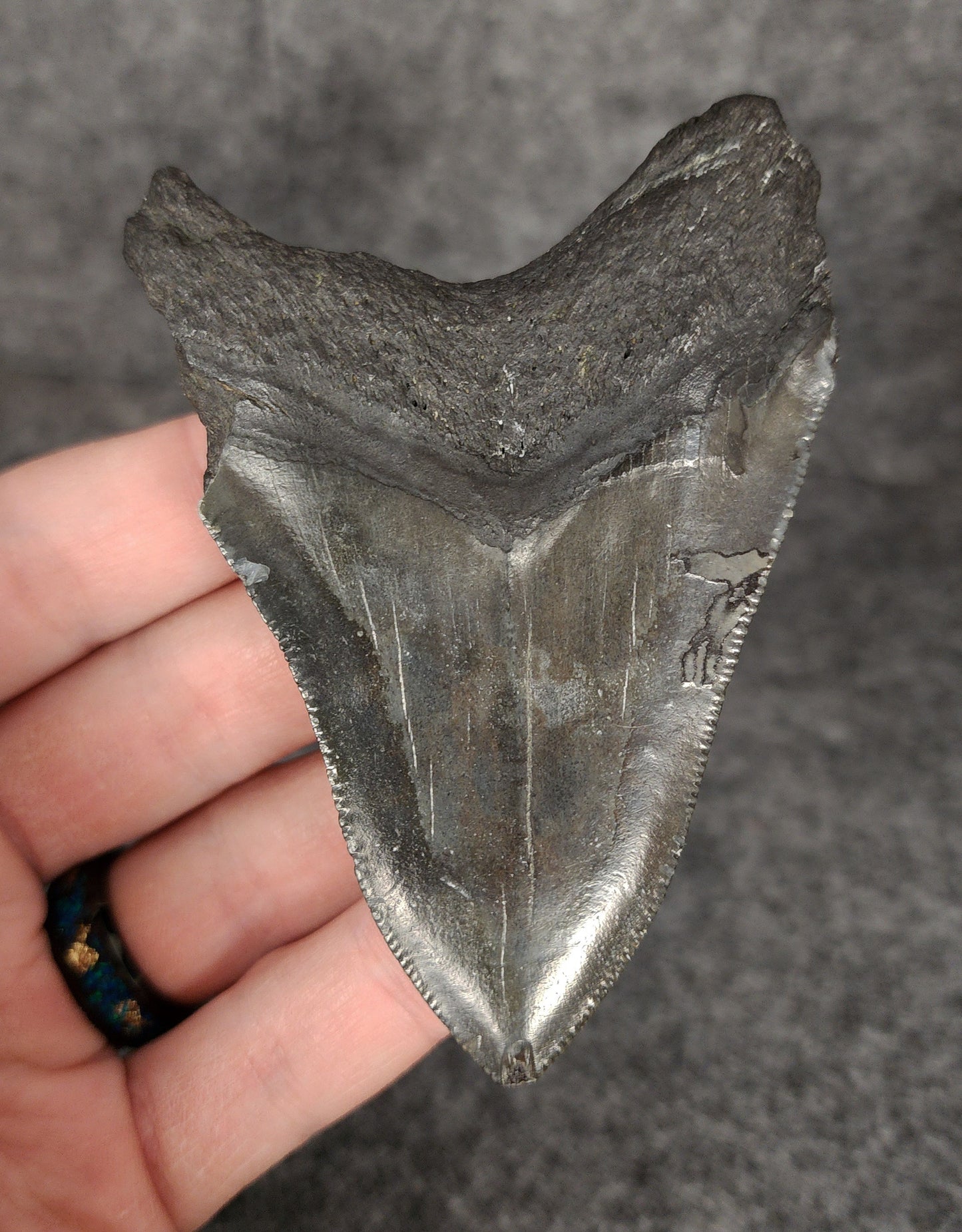 Authentic, 3.50" Fossil Megalodon Tooth - South Carolina