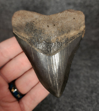 Authentic, 3.60" Fossil Megalodon Tooth - South Carolina