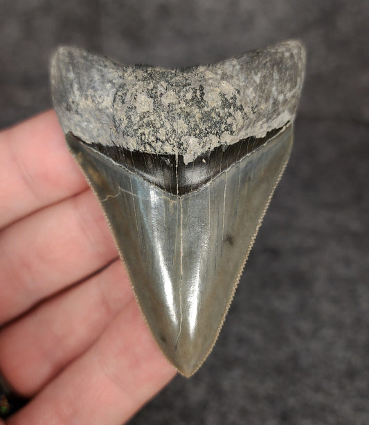 Collector Quality, 2.55" Fossil Megalodon Tooth - Indonesia