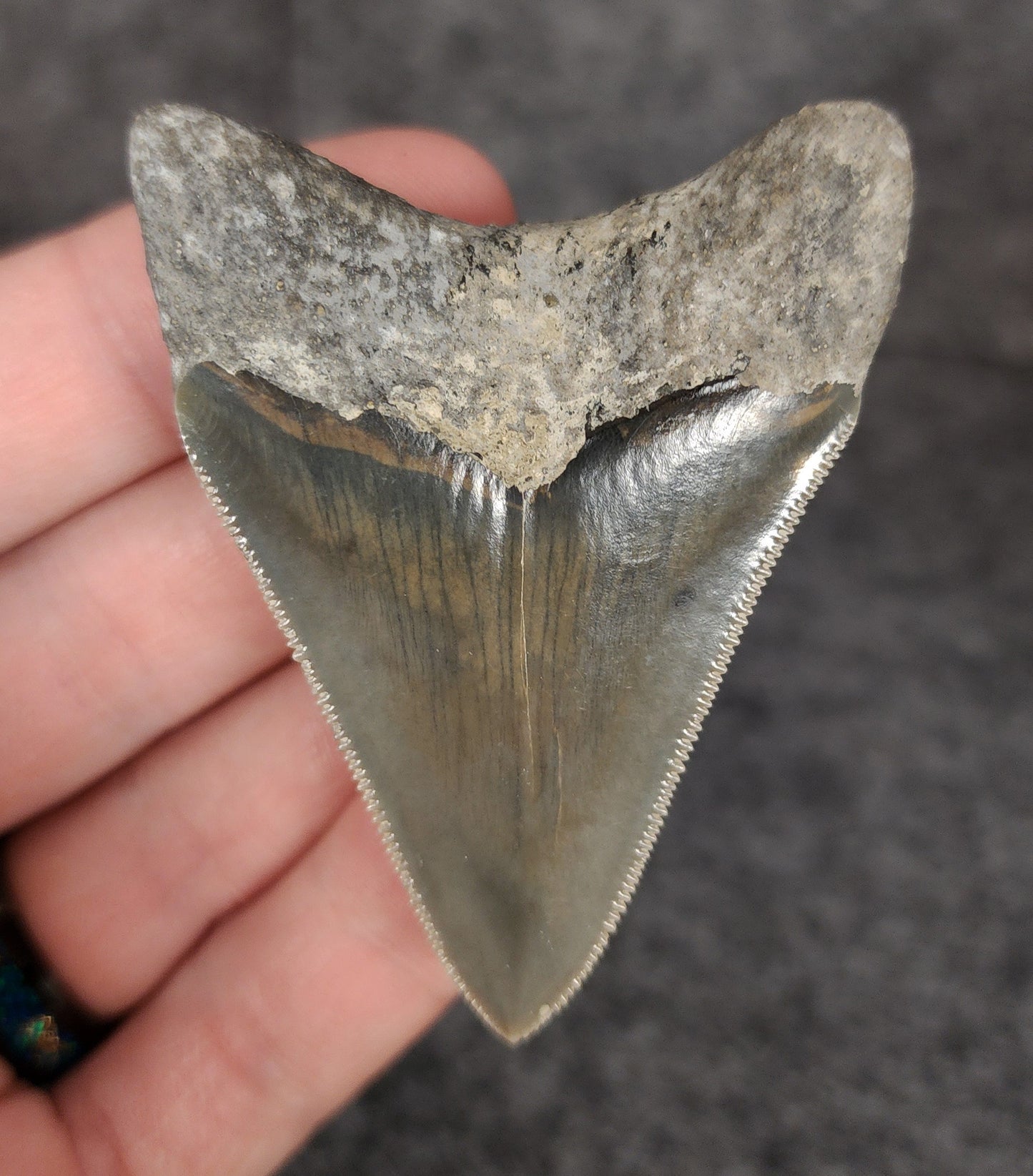 Collector Quality, 2.55" Fossil Megalodon Tooth - Indonesia