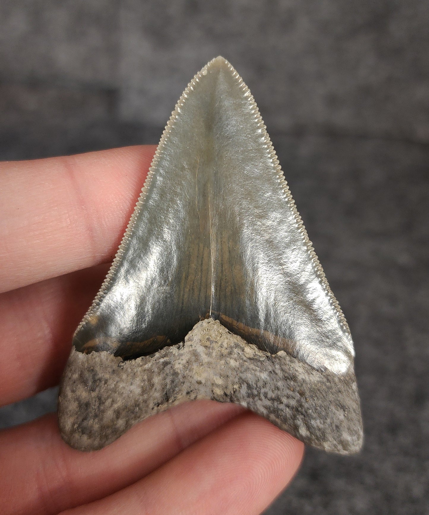 Collector Quality, 2.55" Fossil Megalodon Tooth - Indonesia