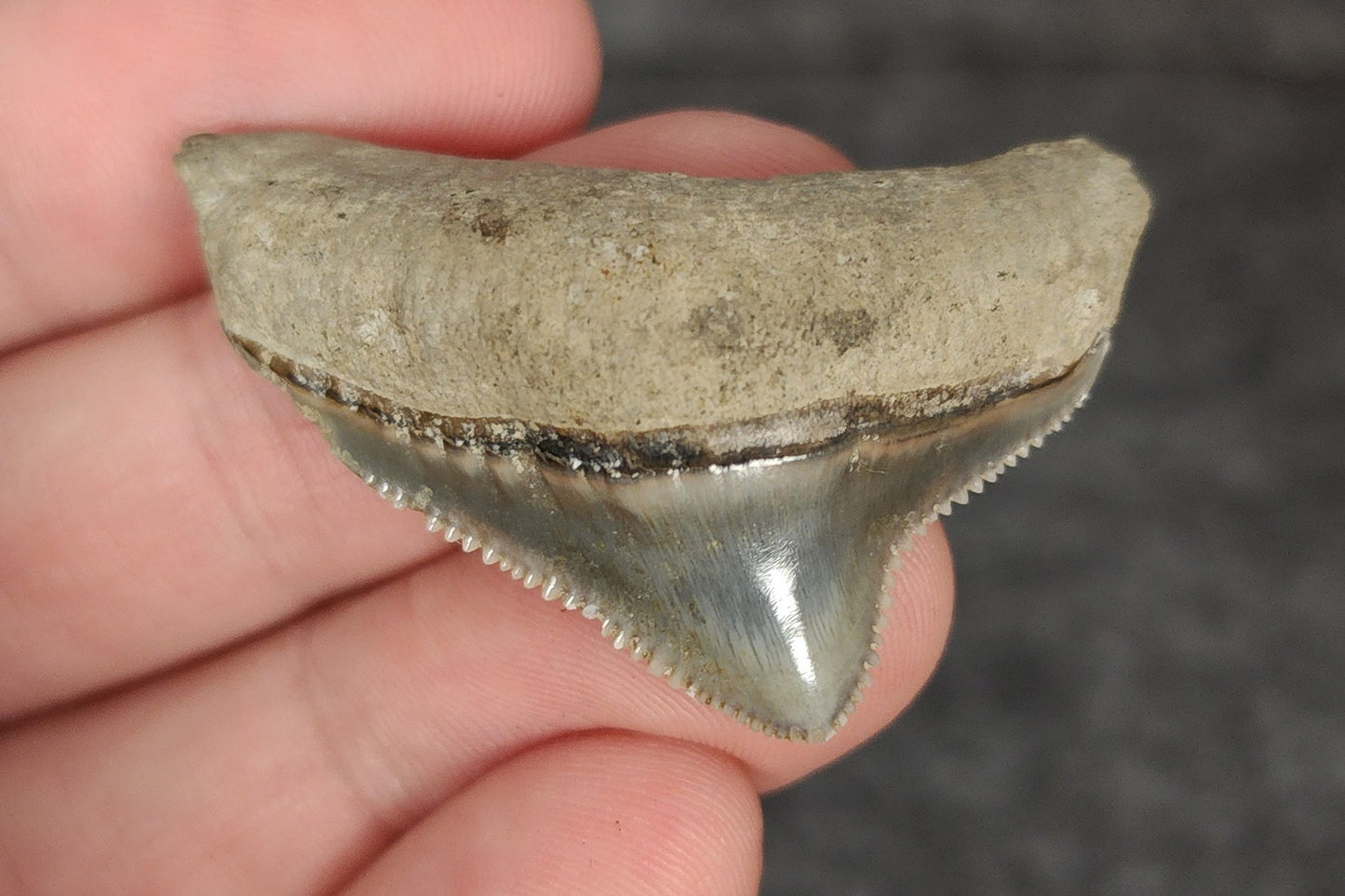 Collector Quality, 1.51" Fossil Megalodon Tooth - Indonesia