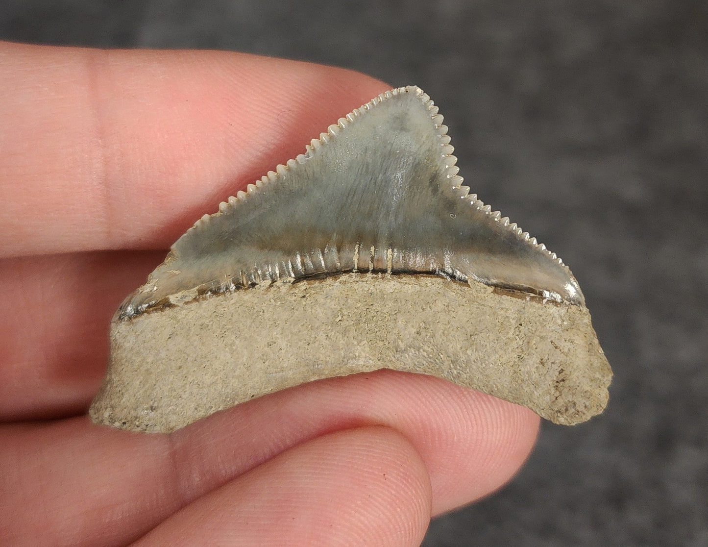 Collector Quality, 1.51" Fossil Megalodon Tooth - Indonesia