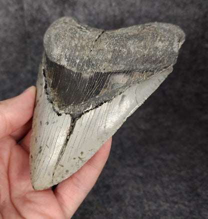 Bargain, 5.16" Fossil Megalodon Tooth - Meg Ledge