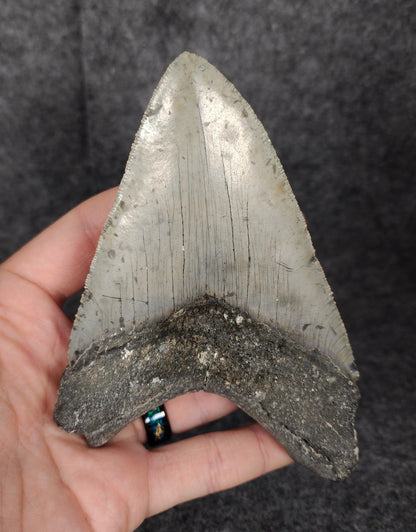 Bargain, 5.16" Fossil Megalodon Tooth - Meg Ledge