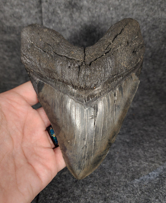 Authentic, 6.02" Fossil Megalodon Tooth - South Carolina