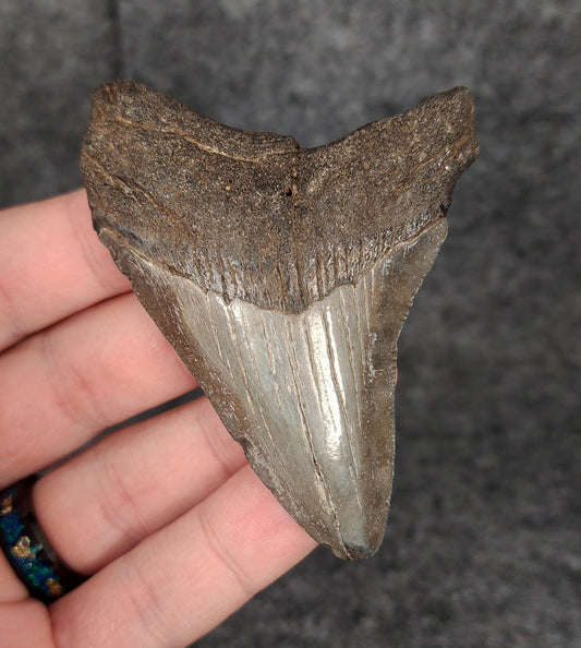 Authentic, 3.12" Fossil Megalodon Tooth - South Carolina