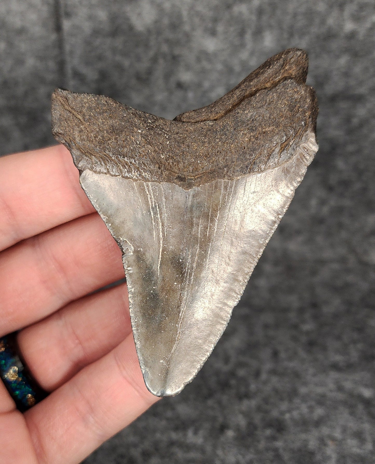 Authentic, 3.12" Fossil Megalodon Tooth - South Carolina