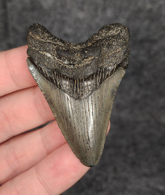 Authentic, 2.48" Fossil Megalodon Tooth - South Carolina