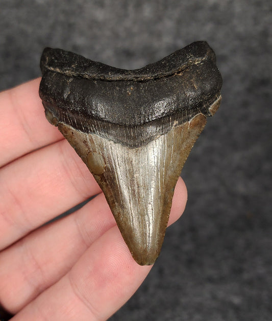 Authentic, 2.47" Fossil Megalodon Tooth - South Carolina