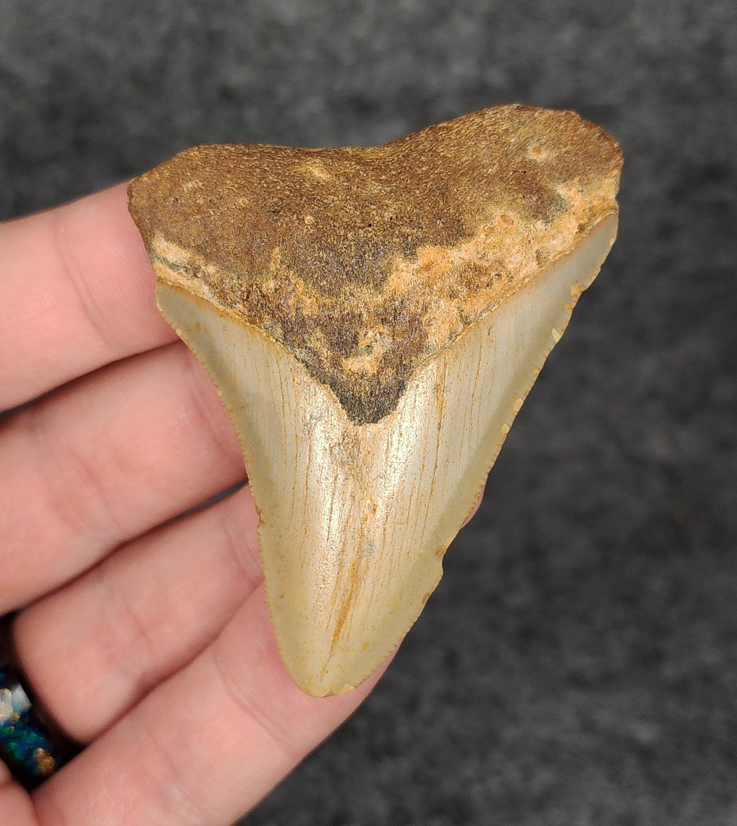 Authentic, 2.53" Fossil Megalodon Tooth - Meg Ledge