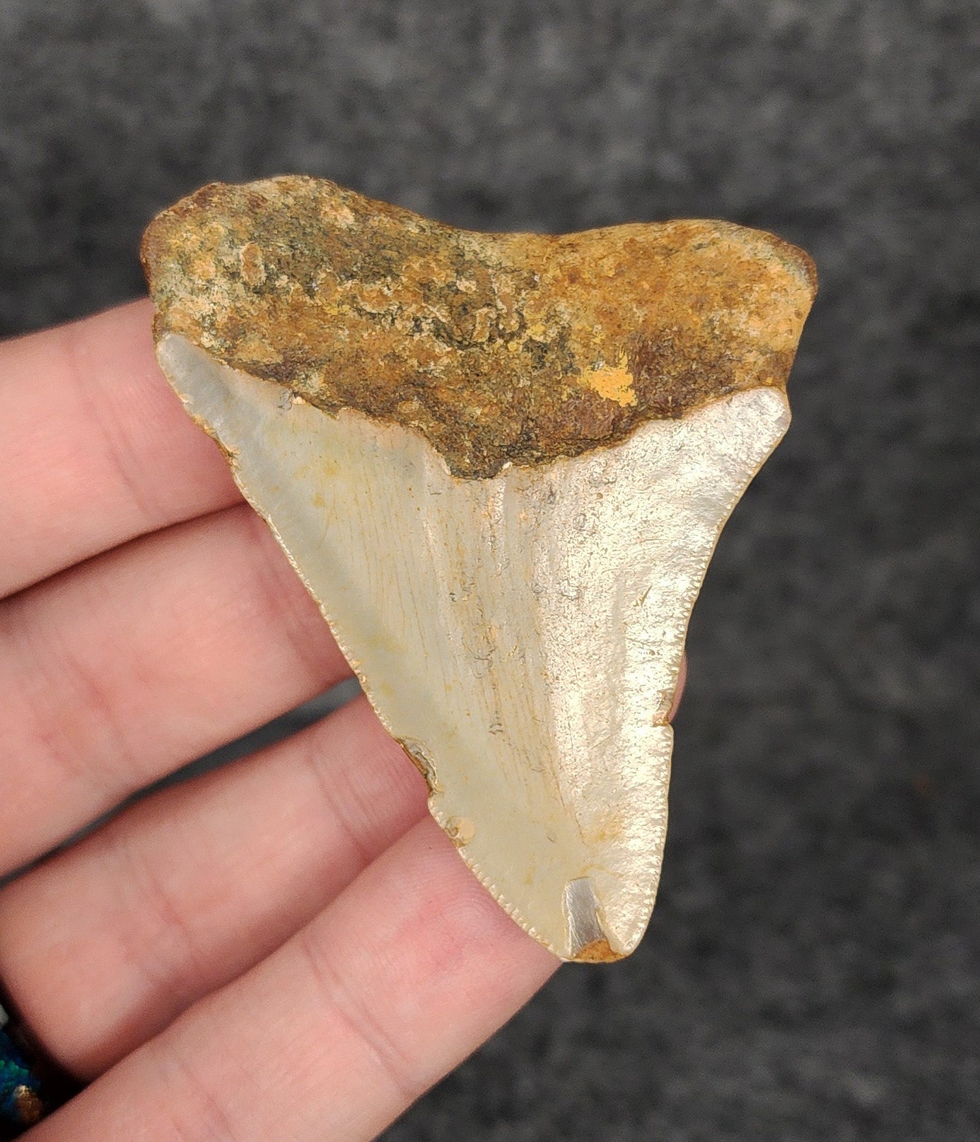 Authentic, 2.53" Fossil Megalodon Tooth - Meg Ledge