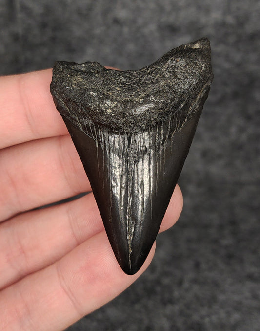 Authentic, 2.47" Fossil Megalodon Tooth - South Carolina