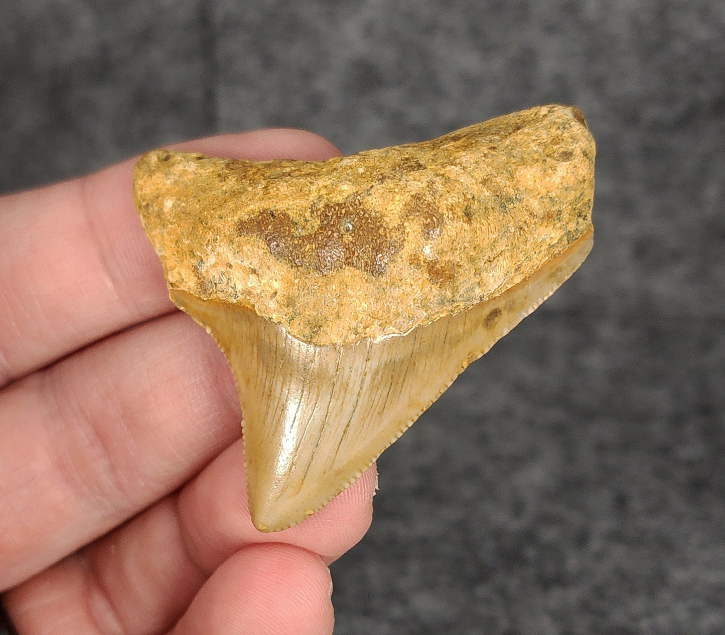 Authentic, 2.10" Fossil Megalodon Tooth - Meg Ledge