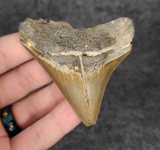 Authentic, 2.77" Fossil Megalodon Tooth - Meg Ledge