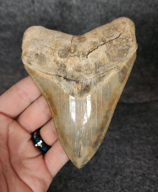 Collector Quality, 4.72" Fossil Megalodon Tooth - St. Mary's River