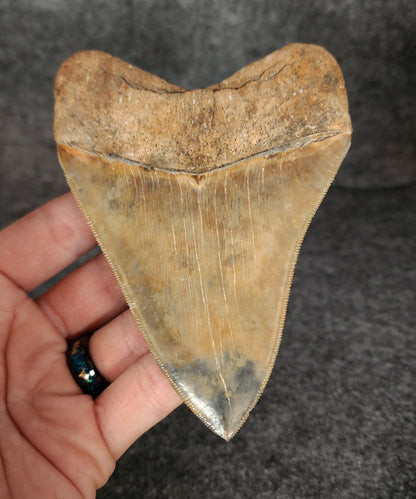 Collector Quality, 4.72" Fossil Megalodon Tooth - St. Mary's River