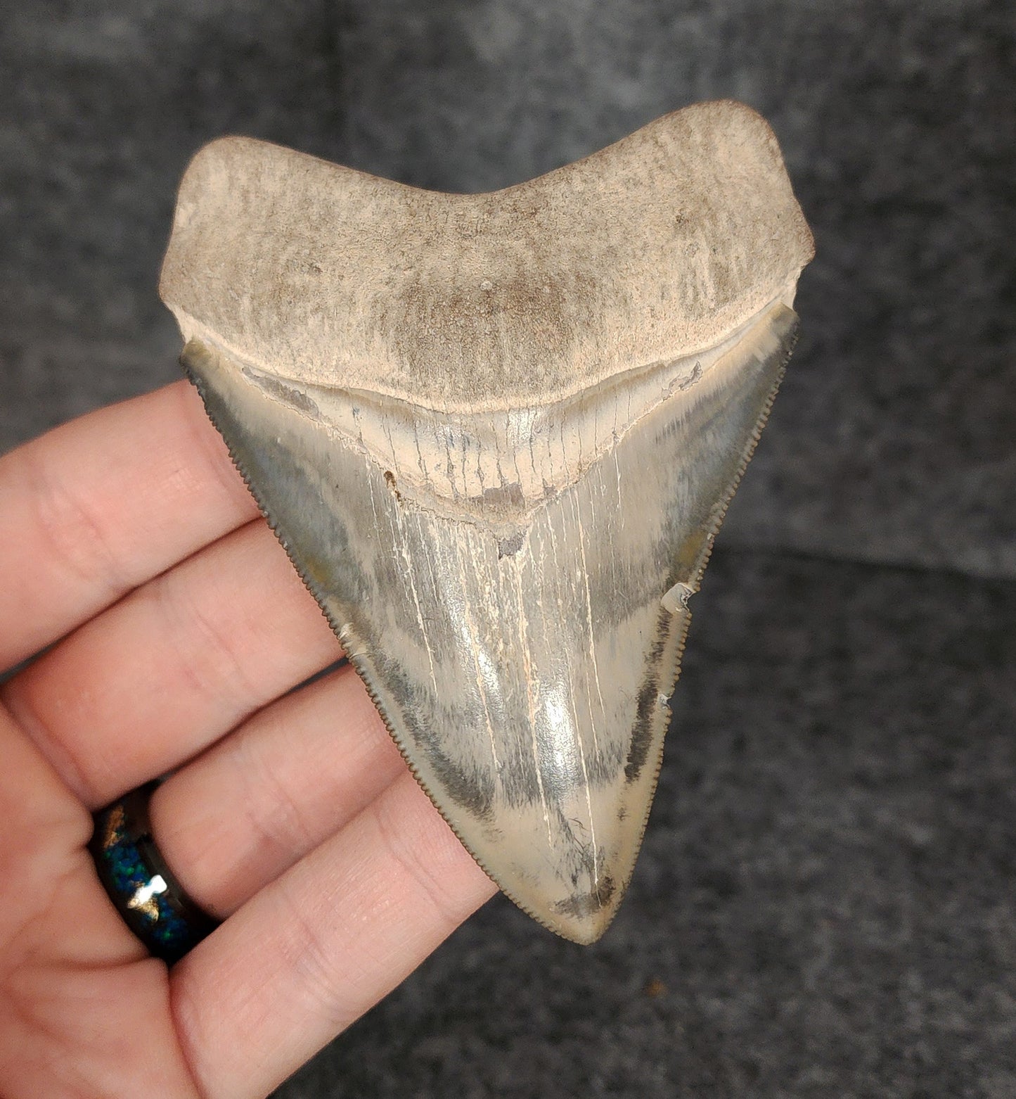 High Quality, 3.64" Fossil Megalodon Tooth - Bone Valley, Florida