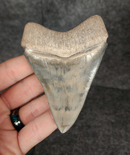 High Quality, 3.64" Fossil Megalodon Tooth - Bone Valley, Florida