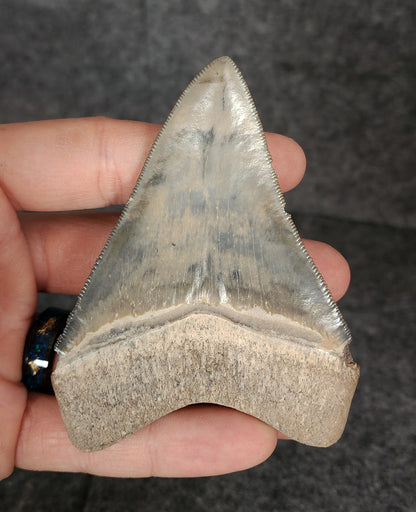 High Quality, 3.64" Fossil Megalodon Tooth - Bone Valley, Florida