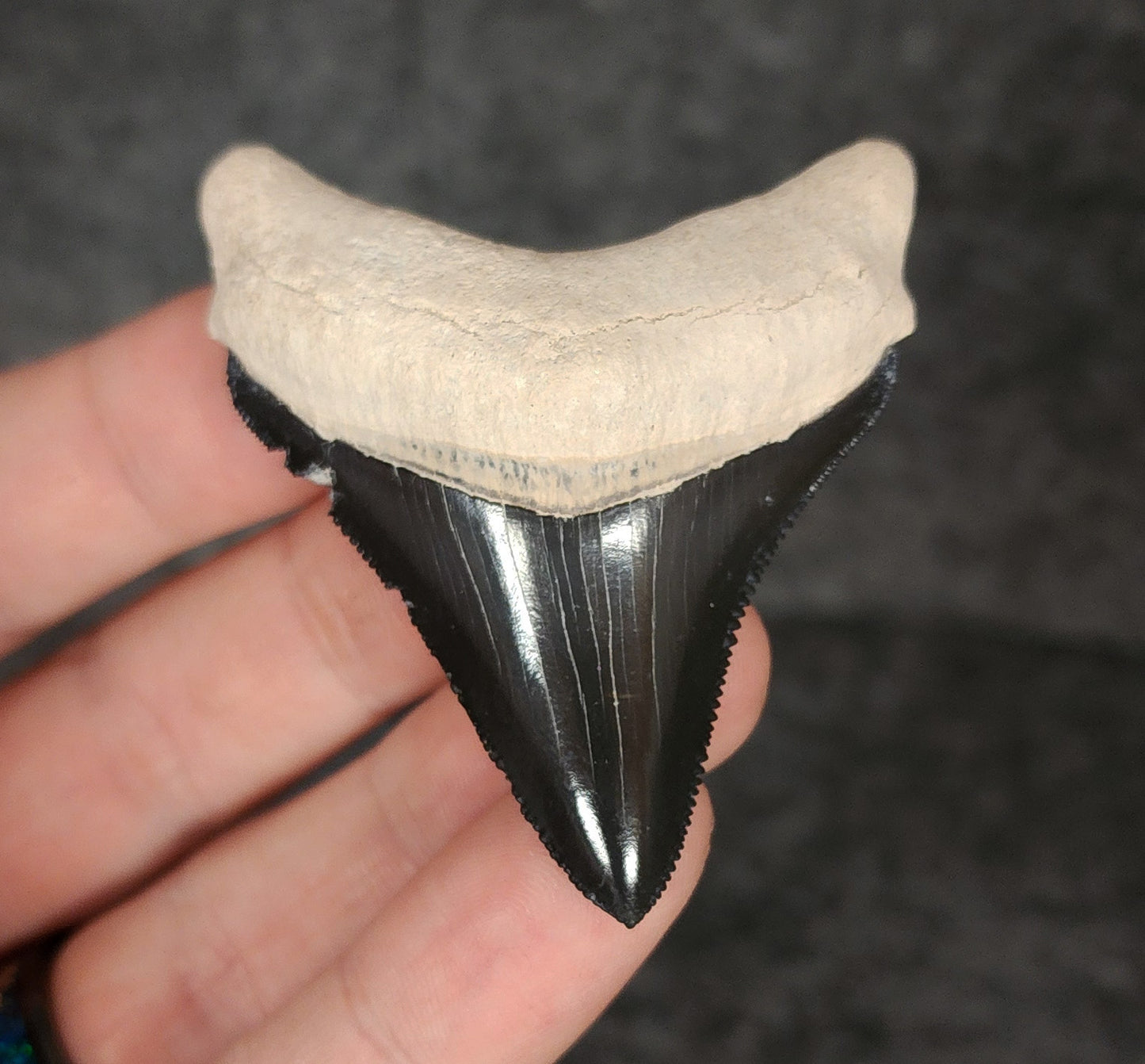 High Quality, 2.38" Fossil Megalodon Tooth - Bone Valley, Florida