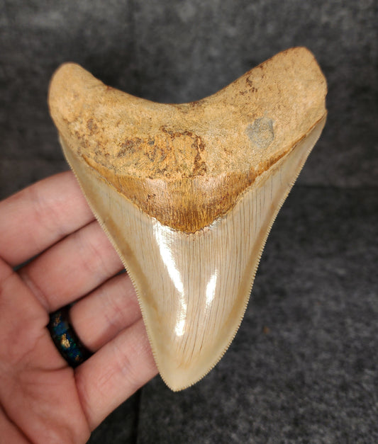 Collector Quality, 4.29" Fossil Megalodon Tooth - Indonesia