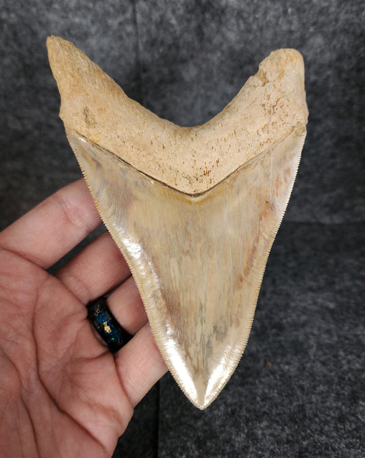 High Quality, 5.29" Fossil Megalodon Tooth - Indonesia