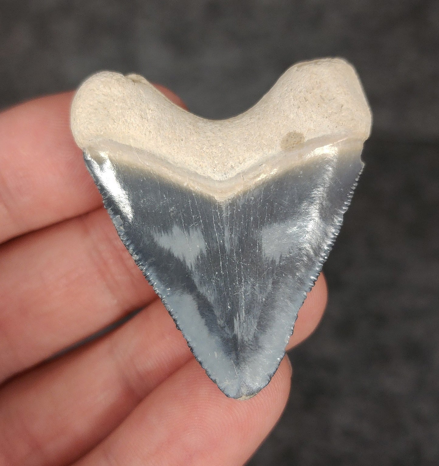 Hubbell, 1.80" Fossil Megalodon Tooth - Bone Valley, Florida