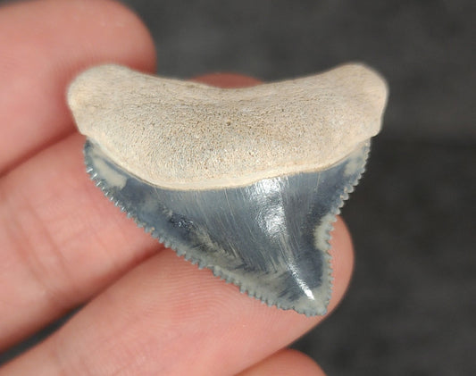 High Quality, 1.32" Fossil Megalodon Tooth - Bone Valley, Florida