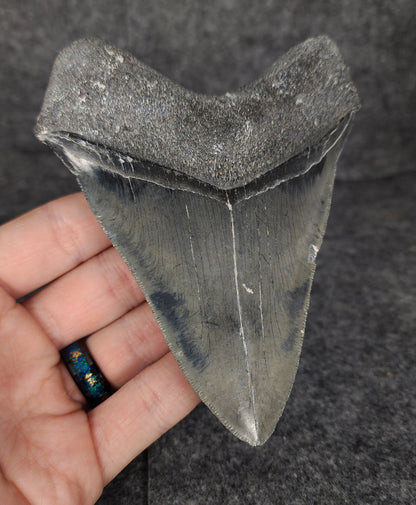 Serrated, 4.70" Fossil Megalodon Tooth - Venice, Florida