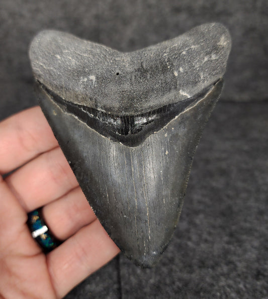 Serrated, 4.02" Fossil Megalodon Tooth - Venice, Florida