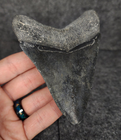 Serrated, 4.02" Fossil Megalodon Tooth - Venice, Florida