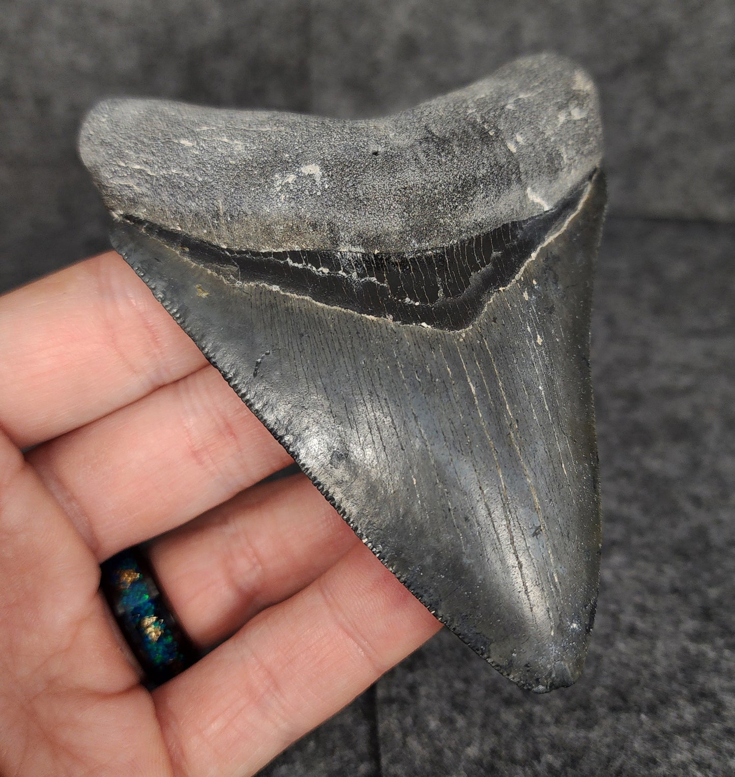 Serrated, 4.02" Fossil Megalodon Tooth - Venice, Florida