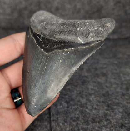 Serrated, 4.02" Fossil Megalodon Tooth - Venice, Florida